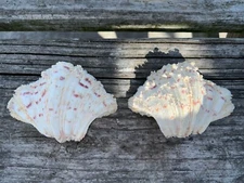 Hippopus Bear Paw Fluted Spotted Clam Shell 5”x 3” Whole Complete Shell 2 Halves