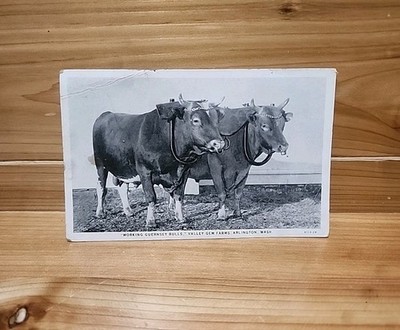 Valley Gem Farms, Arlington, Washington Cattle Sales  Post Card        1cnt18 JJ