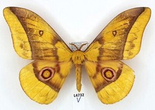 Saturniidae, Gonimbrasia emini, male, A1-, South Sudan, Eastern Equatoria