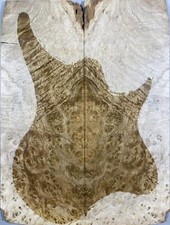 5A Les Paul Guitar Top Birds-eye Golden Camphor Wood Burl Set Luthier Supply