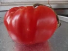 20 Crnkovic Yugoslavian Heirloom Tomato Seeds " Plus Free Garden Seeds
