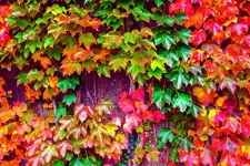 50 Japanese Ivy Seeds for Planting - Easy to Grow Creeping Ivy Vine - From Iowa