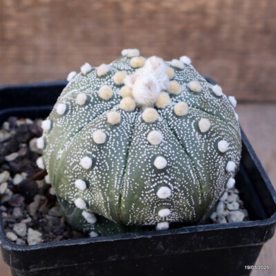A4678 ASTROPHYTUM SUPERKABUTO pot10-H8-W8 cm MaMa Cactus
