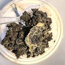 White Worms- Healty -LIVE Albidus Cultrue fish,frog ect. food - Organic