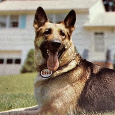 Esso Germand Shepherd Watchdog Heating Advertising Postcard Vtg Standard Oil