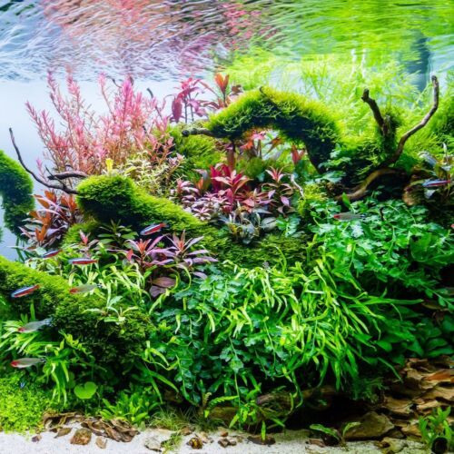 Aquarium Pflanzen Set Wasserpflanzen Topf voll durchwurzelt 6 Sets AquaOne - Afbeelding 1 van 1