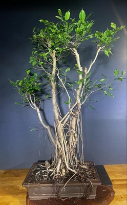 Ficus Philippinensis Bonsai Tree 28'' From Soil