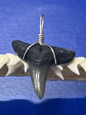 SHARK TOOTH PENDANT Fossilized 1 Inch Upper LEMON Shark Tooth 