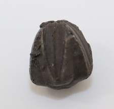 Blastoid, Pentremites angustus, Karbon, Greenleaf Lake, Oklahoma, USA-k974
