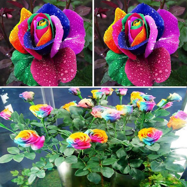 600pcs Colorful Rainbow Rose Flower Seeds Garden Plants