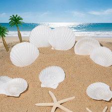 25 PCS Small Scallop Shells 2"-3" White Natural Seashell for DIY Craft Mermai...
