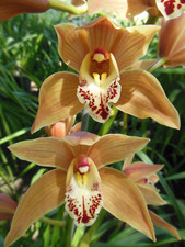 Majestic Outdoor Cymbidium, Large Bulbs - Apricot / Yellow, Emerging Spike