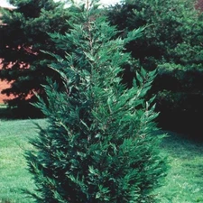 Leyland Cypress tree 2.5" pot