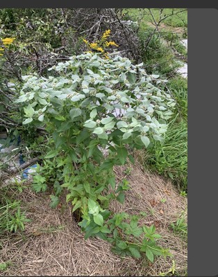 Mountain Mint Top  10 native  Pollinator Plant - deer resistant 