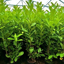 15 Cherry Laurel 3-4ft 3L Pots,Multi-Stemmed Prunus Rotundifolia,Evergreen Hedge