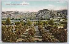 Orange Orchard Near Foothills California CA DB Postcard Vtg Unposted