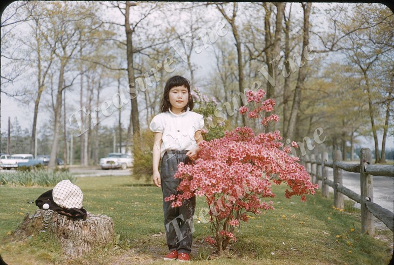 CUTE MCM ASIAN GIRL SPRING CHERRY BLOSSOM c1957 Kodachrome Red Border 35mm Slide