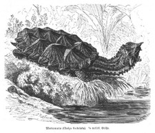 Fransenschildkr&ouml;te  Mata-Mata Chelus fimbriatu Holzstich von 1892 G. M&uuml;tzel