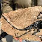 TOP! simulated Jurassic Cretaceous dinosaur skeletal fossil specimens 2.2LB — photo 6