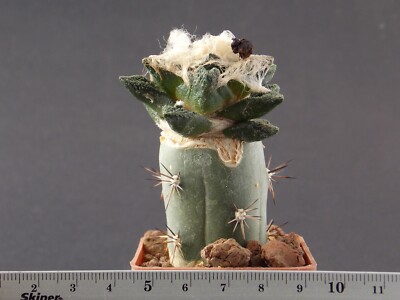 18-697. Cactus Bravoanus El Nunez (Grafted)