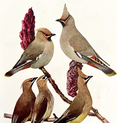 Bohemian And Cedar Waxwing Birds Print Fuertes 1917 Color Plate Art DWX7C