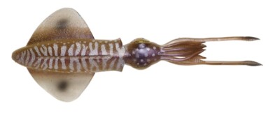 Savage Gear 3D Swim Squid Saltwater Lure – Half Price Clearance! For Cod, Pollock