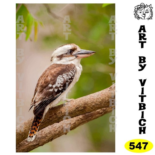 Kookaburra A4 print, Art by Vitbich - 第 1/1 張圖片