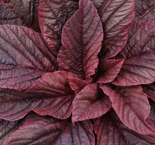 Red Garnet Mustard Seeds | Heirloom | Non-GMO | Fresh Garden Seeds