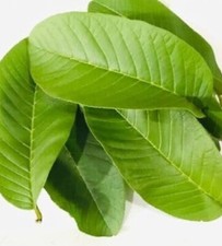30 Fresh Organic Guava Leaves fresh cut