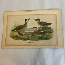 Ruddy Duck 1890 Victorian Chromolithograph Original Print Plate #63  