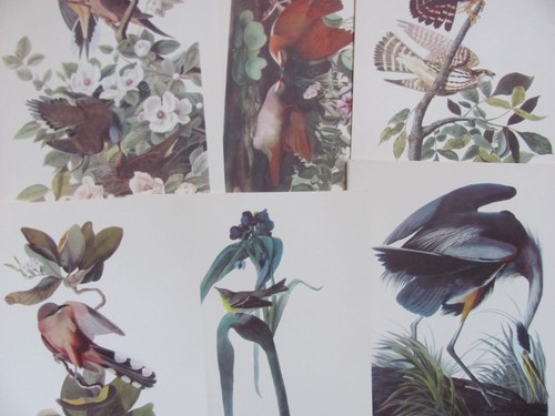 49 Audubon Vogel Drucke Kommentar von Roger Tory Peterson