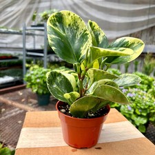 Peperomia Marble Plant Live - Size: 3"