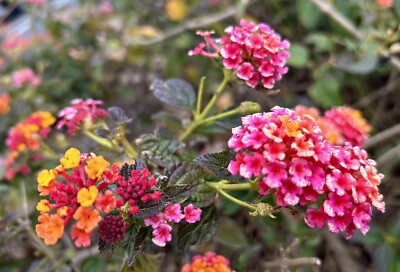 Purple & Yellow Lantana Camara Seeds (20 Pack) – 2025 Harvest, USA Grown, Perennial Flower-370295