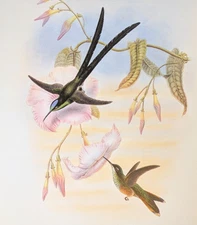 John Gould GREAT FORK-TAILED Hummingbirds Vintage Bird Art Print Bookplate S-27