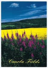 Canola Fields Postcard Fireweed Edge Yukon Canada