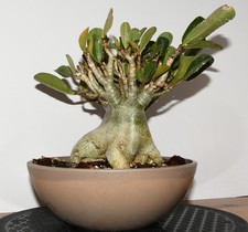 Adenium Thai Socotranum Hybrid Live Plant