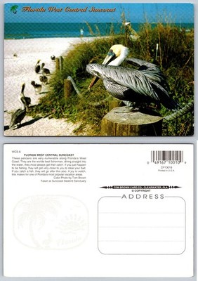Florida West Central Suncoast Pelican Beach Postcard Tom Brown Photo