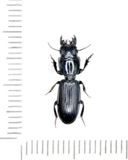 Carabidae, Scarites sp., OMAN