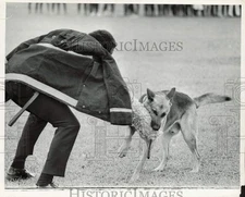 1970 Press Photo Police dog shows skills at Manor Park Field Day Demonstration