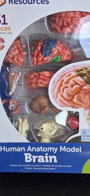 Learning Resources Human Model Brain Kit Educational Anatomy STEM Based NEW 