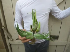 Tillandsia Seleriana Air Plant Clump -A