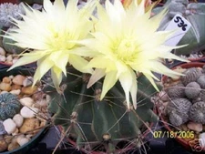 Ferocactus hamatacanthus exotic flowering barrel cacti rare cactus seed 25 SEEDS