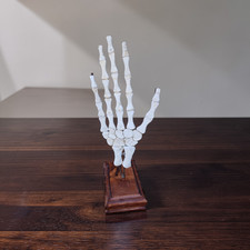 70% Off – Rare Mosasaur Paddle Fossil from Ouled Abdoun Basin, Morocco