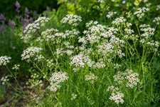 Caraway Herb Seeds