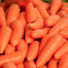 275 Little Fingers - Carrot Fresh Seeds - Non-GMO Heirloom Vegetable