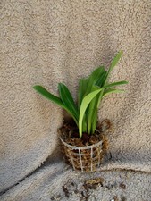 Rare Dracula ligiae orchid plant FS / Monkey face orchid  not in bloom