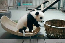 3D Animal Panda Self-adhesive Removable Wallpaper Murals Wall 489