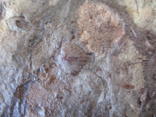 Unique Decorative stone with seashell formations. - Picture 3 of 10