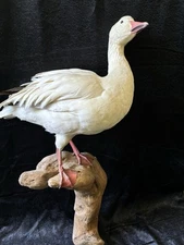 taxidermy bird wall mount