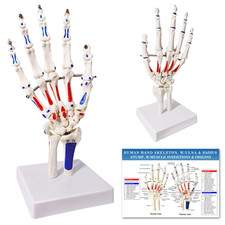 Hand Skeleton Model W/Articulated Joints Shows Portion of Ulna-Radius, W/Muscles